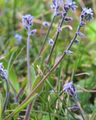 Fotografia da espécie Myosotis ramosissima subesp. ramosissima