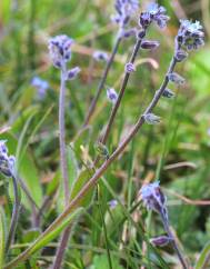 Myosotis ramosissima subesp. ramosissima