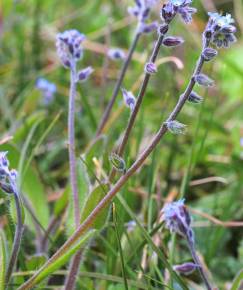 Fotografia da espécie Myosotis ramosissima