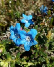 Fotografia da espécie Glandora prostrata subesp. prostrata