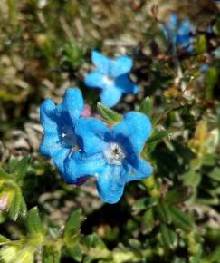 Fotografia da espécie Glandora prostrata