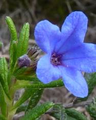 Fotografia da espécie Glandora prostrata