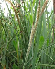 Fotografia da espécie Carex hispida