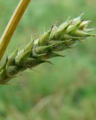 Fotografia da espécie Carex hirta