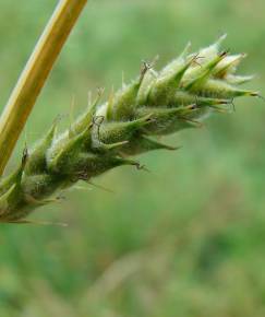 Fotografia da espécie Carex hirta