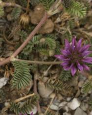 Fotografia da espécie Astragalus glaux