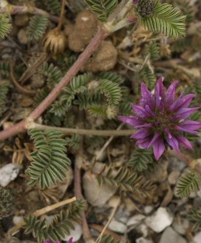 Fotografia de capa Astragalus glaux - do Jardim Botânico