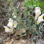 Fotografia 4 da espécie Antirrhinum graniticum do Jardim Botânico UTAD