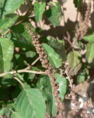 Fotografia da espécie Amaranthus blitum subesp. blitum