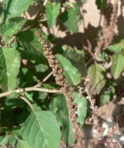 Fotografia da espécie Amaranthus blitum