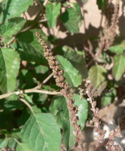 Fotografia de capa Amaranthus blitum subesp. blitum - do Jardim Botânico