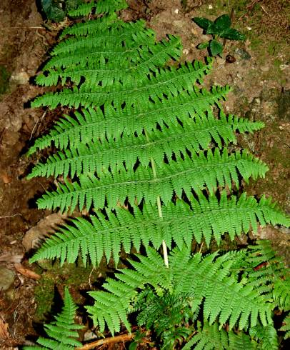 Fotografia de capa Dryopteris guanchica - do Jardim Botânico