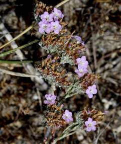 Fotografia da espécie Limonium ferulaceum