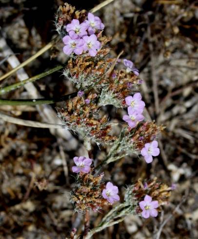 Fotografia de capa Limonium ferulaceum - do Jardim Botânico