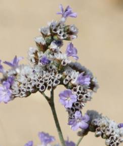 Fotografia da espécie Limonium algarvense