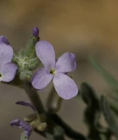 Fotografia da espécie Matthiola parviflora