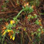 Fotografia 3 da espécie Genista berberidea do Jardim Botânico UTAD