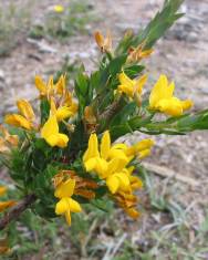 Fotografia da espécie Genista berberidea