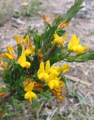 Genista berberidea