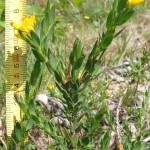 Fotografia 14 da espécie Genista berberidea do Jardim Botânico UTAD