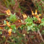 Fotografia 18 da espécie Genista berberidea do Jardim Botânico UTAD