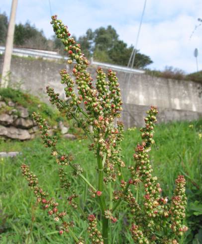 Fotografia de capa Rumex acetosa subesp. acetosa - do Jardim Botânico