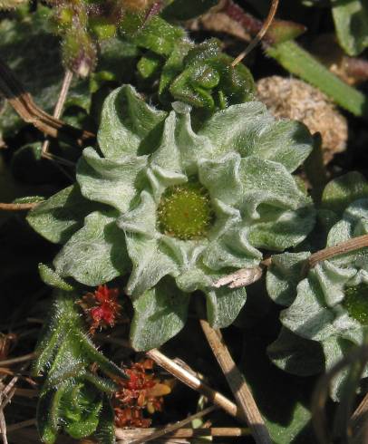 Fotografia de capa Evax pygmaea subesp. ramosissima - do Jardim Botânico