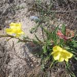 Fotografia 3 da espécie Oenothera stricta subesp. stricta do Jardim Botânico UTAD