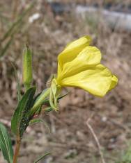 Fotografia da espécie Oenothera stricta subesp. stricta