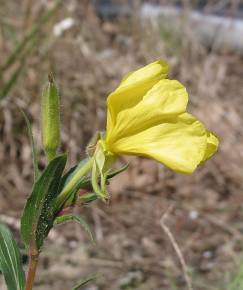 Fotografia da espécie Oenothera stricta