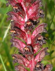 Orobanche foetida