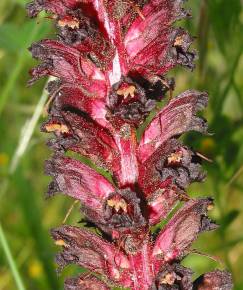 Fotografia da espécie Orobanche foetida