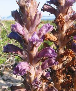 Fotografia da espécie Orobanche arenaria