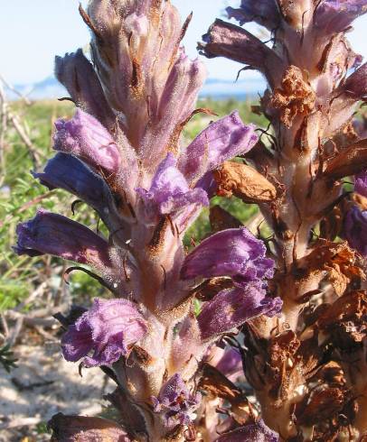 Fotografia de capa Orobanche arenaria - do Jardim Botânico