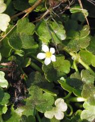 Ranunculus omiophyllus