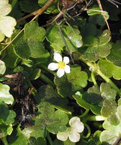 Fotografia da espécie Ranunculus omiophyllus