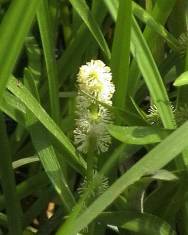 Fotografia da espécie Sparganium erectum subesp. neglectum