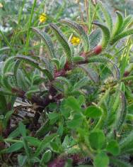 Fotografia da espécie Silene niceensis