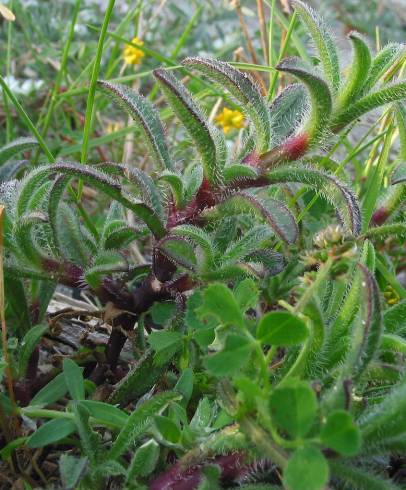 Fotografia de capa Silene niceensis - do Jardim Botânico