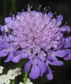 Fotografia da espécie Scabiosa columbaria