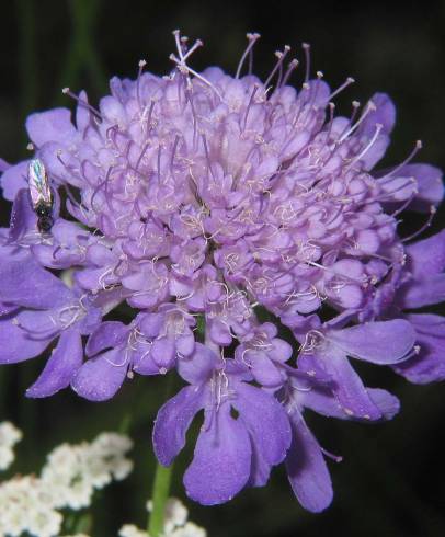 Fotografia de capa Scabiosa columbaria subesp. columbaria - do Jardim Botânico