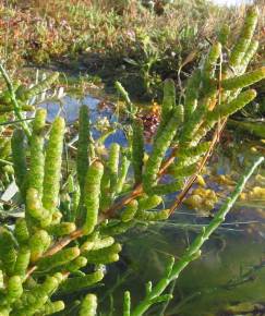 Fotografia da espécie Sarcocornia perennis