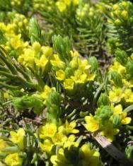 Fotografia da espécie Thymelaea coridifolia subesp. dendrobryum