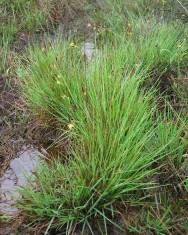 Fotografia da espécie Carex durieui