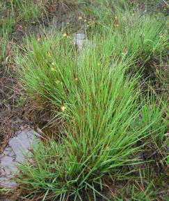 Fotografia da espécie Carex durieui