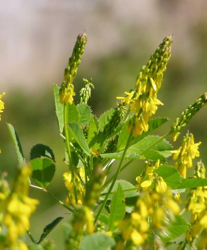 Fotografia de capa Melilotus segetalis - do Jardim Botânico