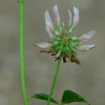 Fotografia 6 da espécie Trifolium nigrescens subesp. nigrescens do Jardim Botânico UTAD