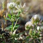 Fotografia 10 da espécie Trifolium nigrescens subesp. nigrescens do Jardim Botânico UTAD