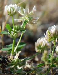 Trifolium nigrescens subesp. nigrescens