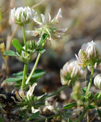 Fotografia de capa Trifolium nigrescens subesp. nigrescens - do Jardim Botânico